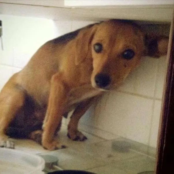 Cachorro raça SRD idade 4 anos nome Princesa