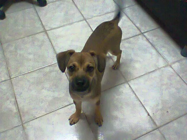 Cachorro ra a mis de boxer idade 2 a 6 meses nome luma