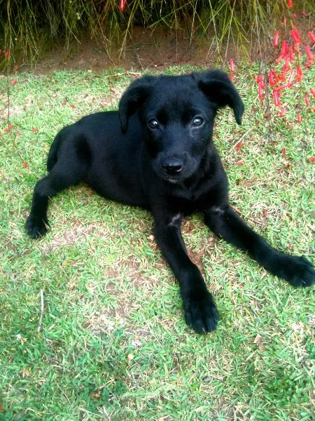 Cachorro ra a SRD idade 2 a 6 meses nome Barack