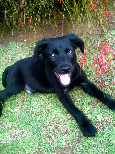 Cachorro ra a SRD idade 2 a 6 meses nome Barack