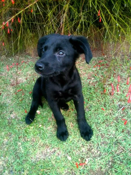 Cachorro ra a SRD idade 2 a 6 meses nome Barack