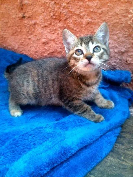 Gato ra a SRD idade Abaixo de 2 meses nome Tutti