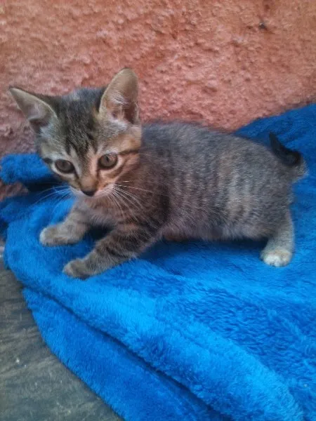 Gato ra a SRD idade Abaixo de 2 meses nome Tutti