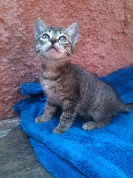 Gato ra a SRD idade Abaixo de 2 meses nome Tutti