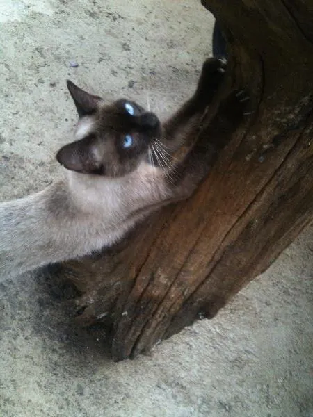 Gato ra a Siamês idade 2 a 6 meses nome Puma
