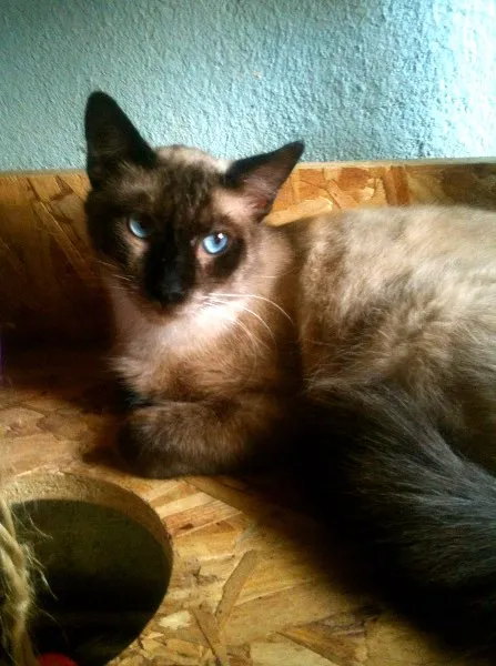 Gato ra a Siamês idade 7 a 11 meses nome Astro