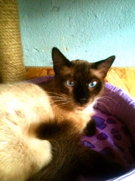 Gato ra a Siamês idade 7 a 11 meses nome Astro