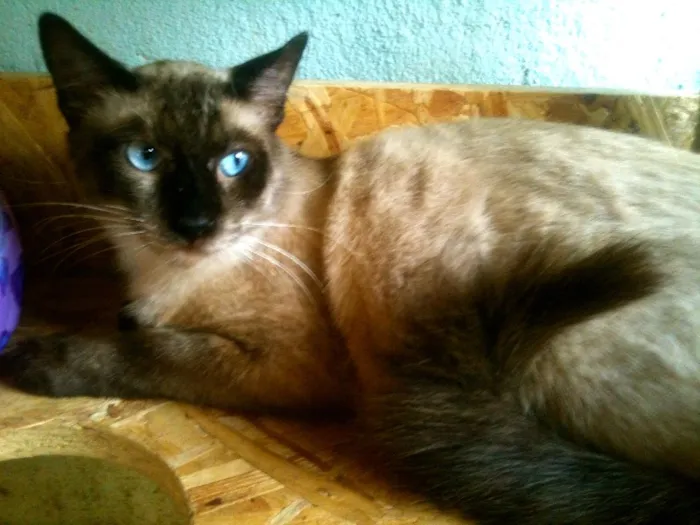 Gato ra a Siamês idade 7 a 11 meses nome Astro