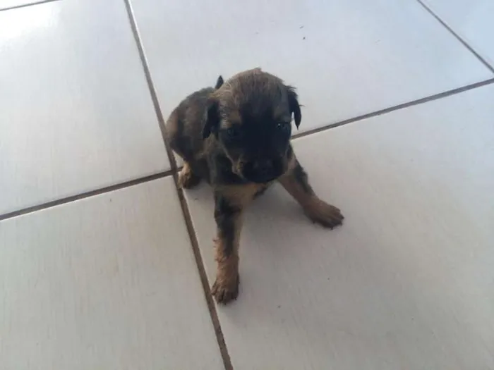 Cachorro ra a misturada idade Abaixo de 2 meses nome diversos