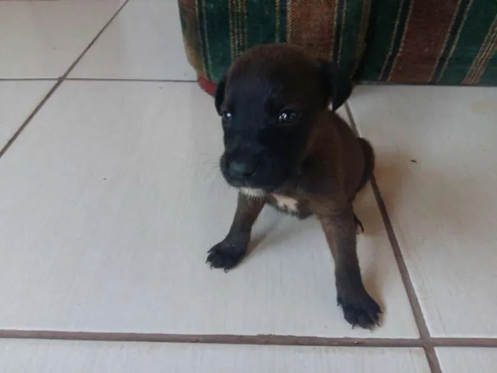 Cachorro ra a misturada idade Abaixo de 2 meses nome diversos