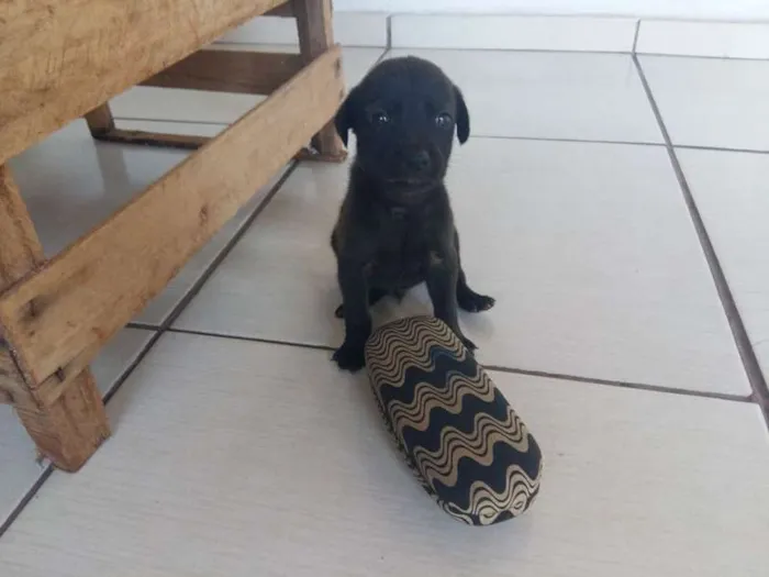 Cachorro ra a misturada idade Abaixo de 2 meses nome diversos