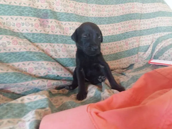 Cachorro ra a misturada idade Abaixo de 2 meses nome diversos