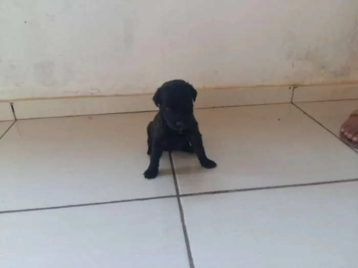 Cachorro ra a misturada idade Abaixo de 2 meses nome diversos