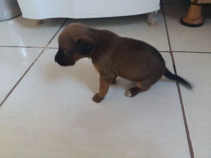 Cachorro ra a misturada idade Abaixo de 2 meses nome diversos