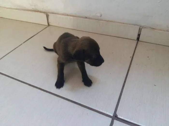 Cachorro ra a misturada idade Abaixo de 2 meses nome diversos