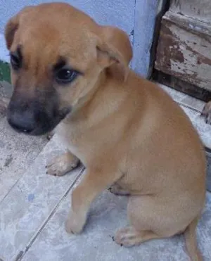 Cachorro raça srd idade 2 a 6 meses nome Kiara