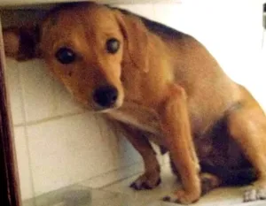 Cachorro raça SRD idade 4 anos nome Princesa