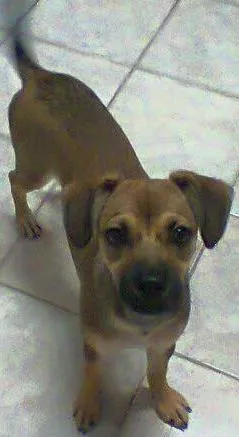 Cachorro raça mis de boxer idade 2 a 6 meses nome luma