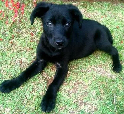 Cachorro ra a SRD idade 2 a 6 meses nome Barack