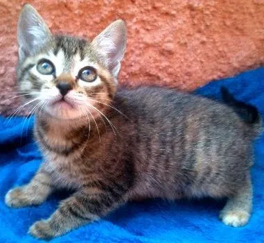 Gato ra a SRD idade Abaixo de 2 meses nome Tutti
