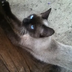 Gato raça Siamês idade 2 a 6 meses nome Puma