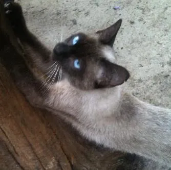 Gato ra a Siamês idade 2 a 6 meses nome Puma