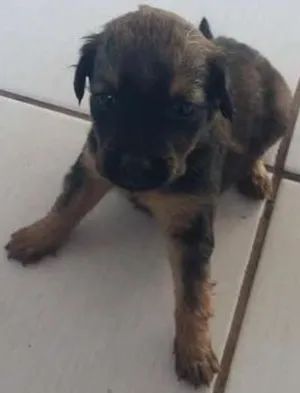 Cachorro raça misturada idade Abaixo de 2 meses nome diversos