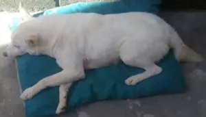 Cachorro raça Vira lata idade 5 anos nome Tizio