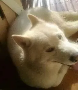 Cachorro ra a Husky Siberiano idade 4 anos nome Nix