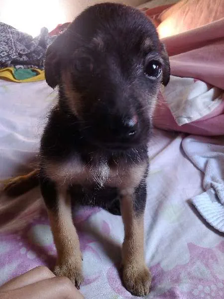 Cachorro ra a Raça não definida idade 2 a 6 meses nome Sem nome