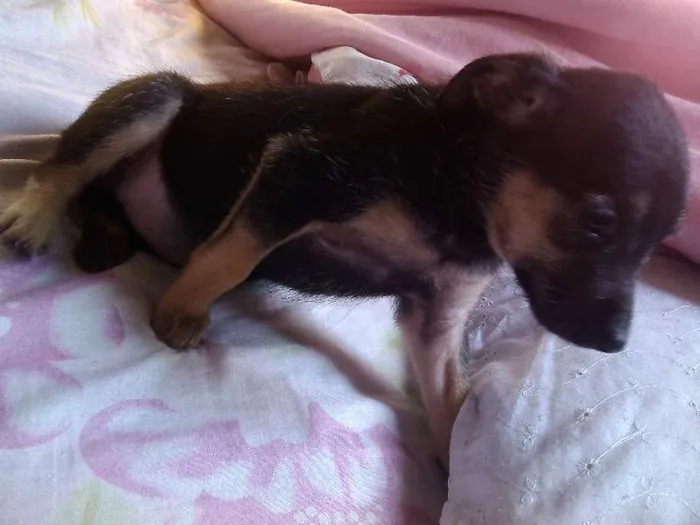Cachorro ra a Raça não definida idade 2 a 6 meses nome Sem nome