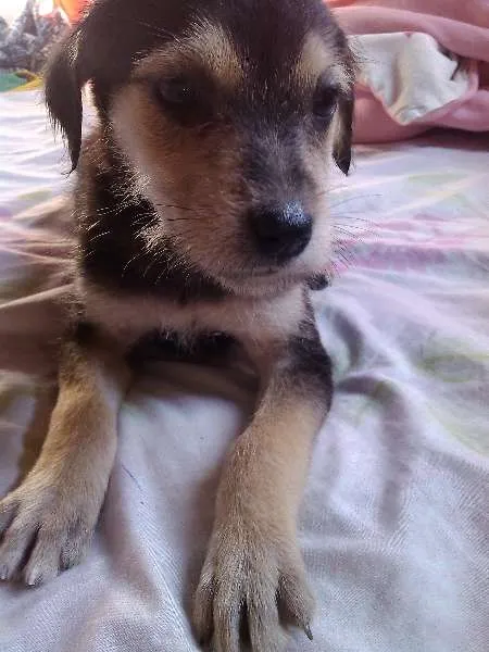 Cachorro ra a Raça não definida idade 2 a 6 meses nome Sem nome