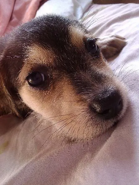 Cachorro ra a Raça não definida idade 2 a 6 meses nome Sem nome