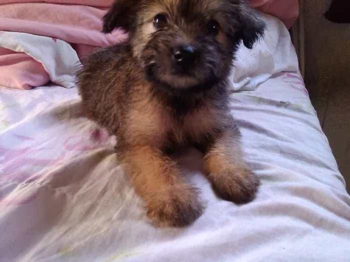 Cachorro ra a Raça não definida idade 2 a 6 meses nome Sem nome