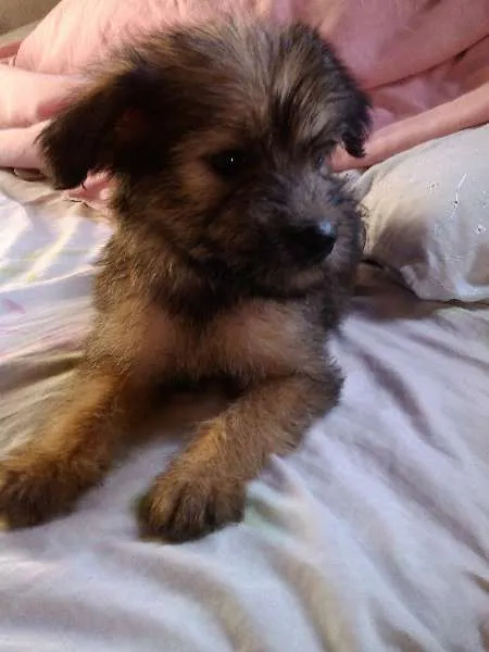 Cachorro ra a Raça não definida idade 2 a 6 meses nome Sem nome