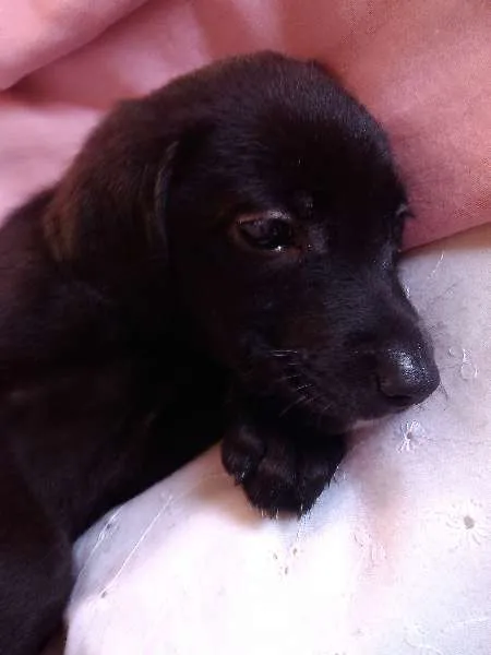 Cachorro ra a Raça não definida idade 2 a 6 meses nome Sem nome