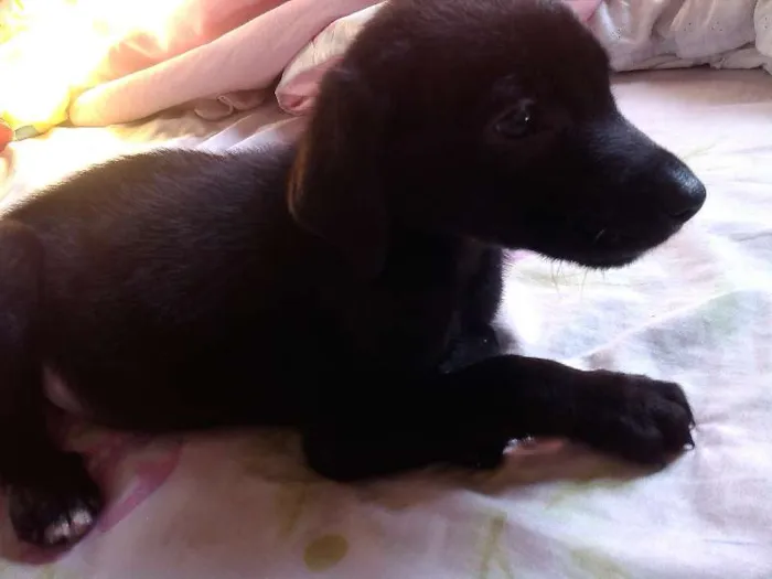 Cachorro ra a Raça não definida idade 2 a 6 meses nome Sem nome