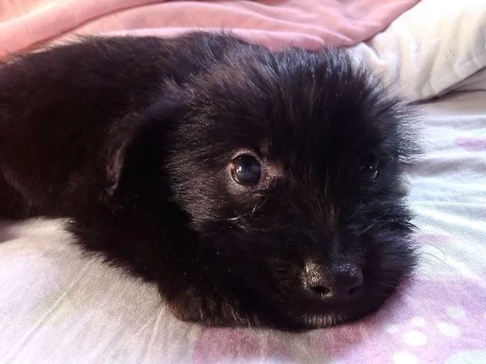 Cachorro ra a Raça não definida idade 2 a 6 meses nome Sem nome