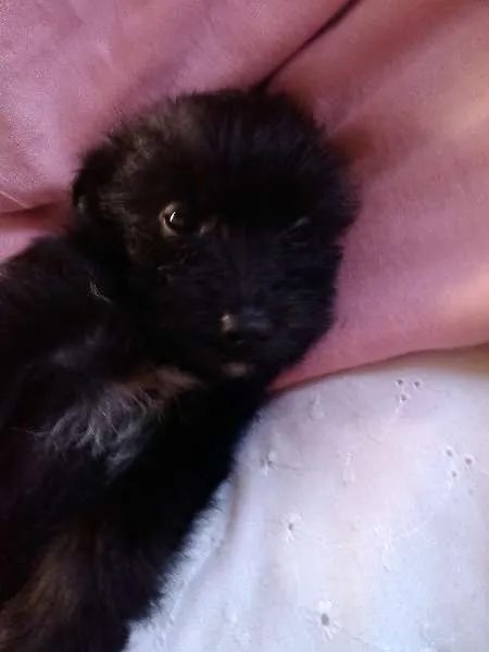 Cachorro ra a Raça não definida idade 2 a 6 meses nome Sem nome