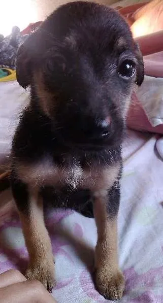 Cachorro ra a Raça não definida idade 2 a 6 meses nome Sem nome