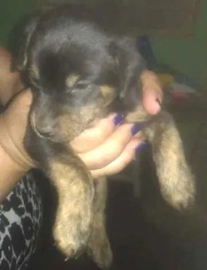 Cachorro raça  nao definido idade Abaixo de 2 meses nome Sem nome