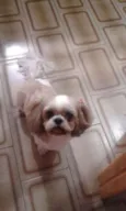 Princesa