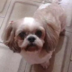 Cachorro ra a Lhasa-apso idade 5 anos nome Princesa