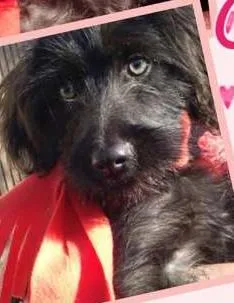 Cachorro ra a SRD idade 2 a 6 meses nome Belinha