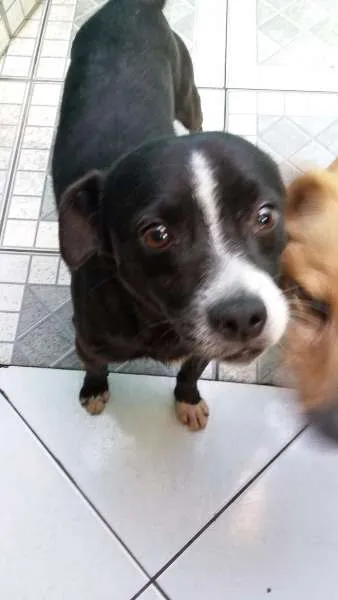 Cachorro ra a Boxer com vira lata idade 2 anos nome Pretinho