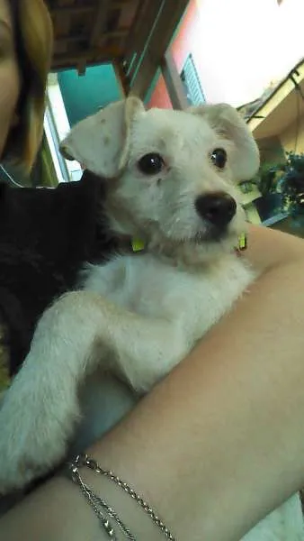 Cachorro ra a  idade Abaixo de 2 meses nome Sem Nome