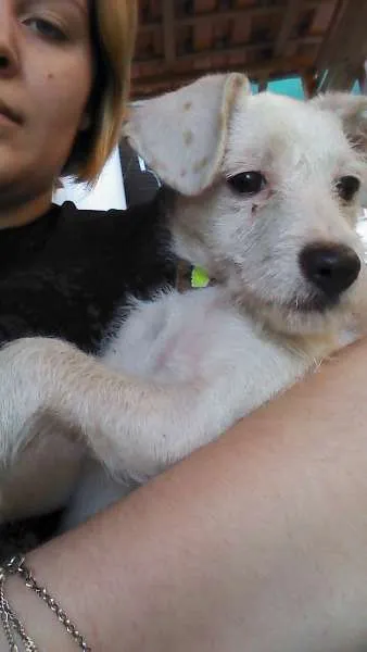 Cachorro ra a  idade Abaixo de 2 meses nome Sem Nome