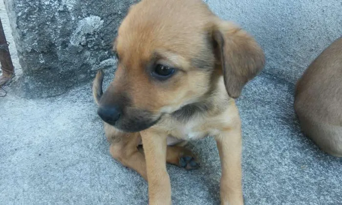 Cachorro ra a vira lata idade Abaixo de 2 meses nome filhotes