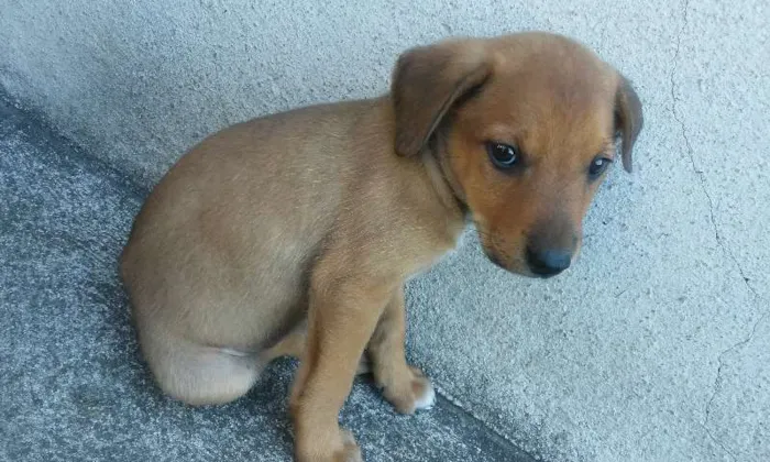 Cachorro ra a vira lata idade Abaixo de 2 meses nome filhotes