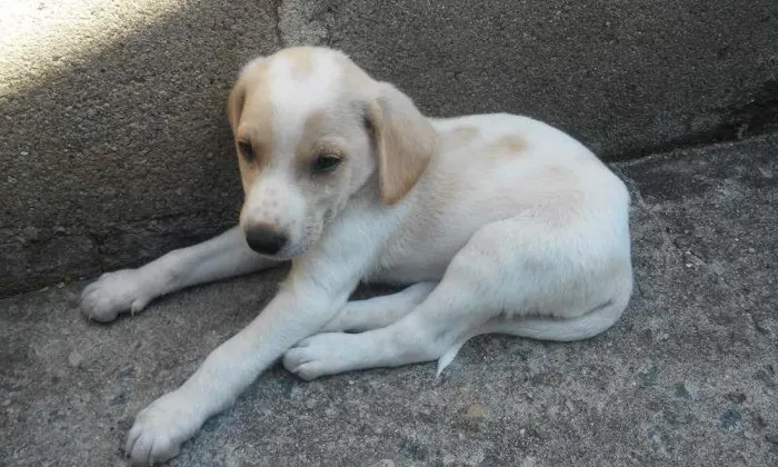 Cachorro ra a vira lata idade Abaixo de 2 meses nome filhotes